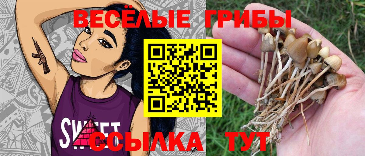 Галлюциногенные грибы Psilocybe  Псилоцибиновые грибы GOLDEN TEACHER  Новороссийск  Вход с VPN 